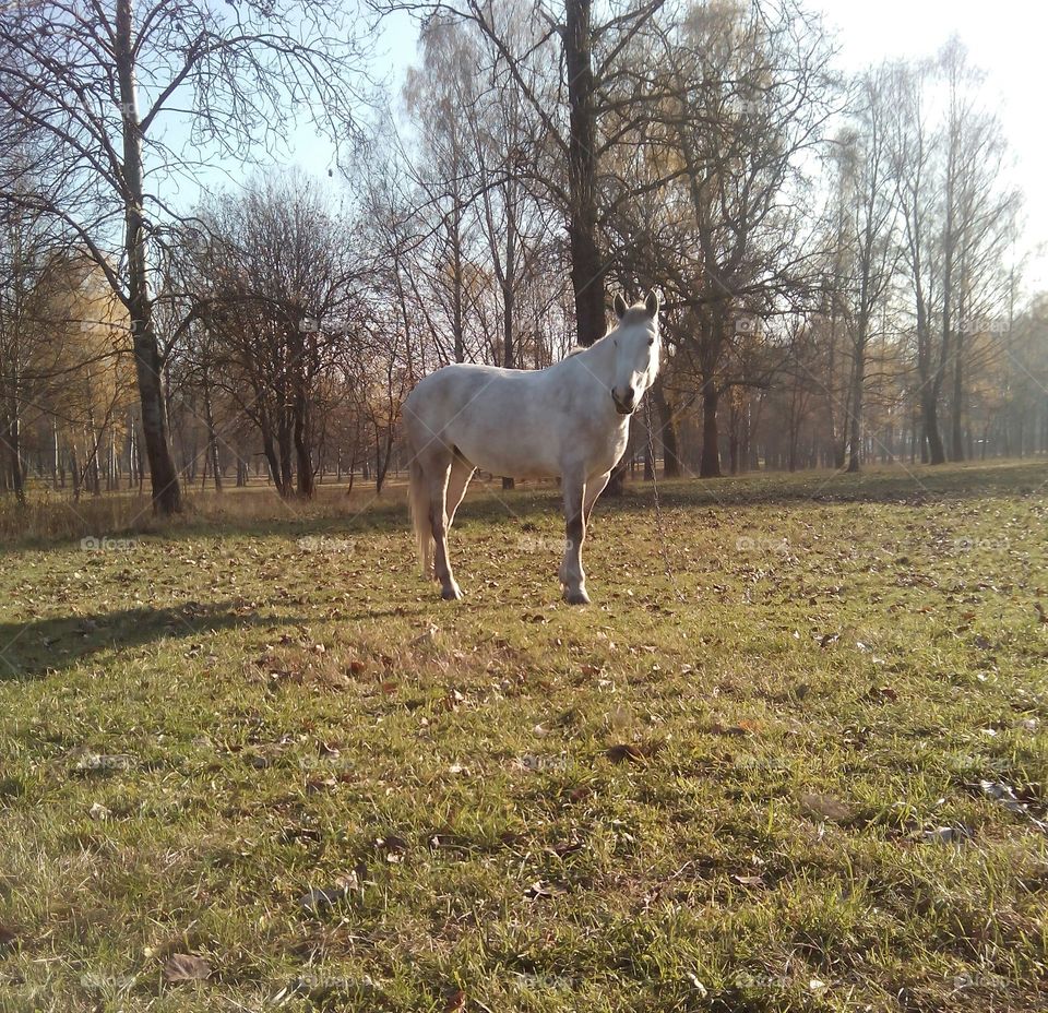 Mammal, No Person, Grass, Deer, Nature