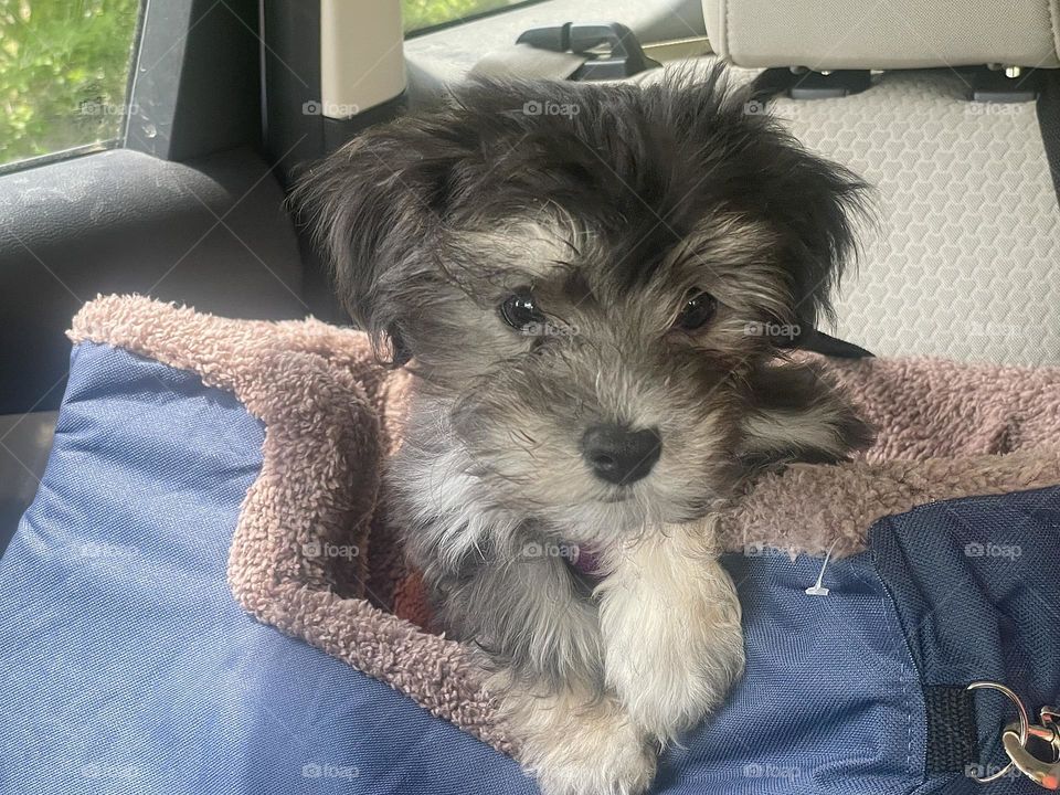 Young Havanese puppy in car seat.