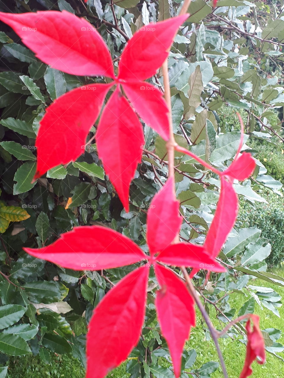 Leaf, Nature, No Person, Tree, Flora