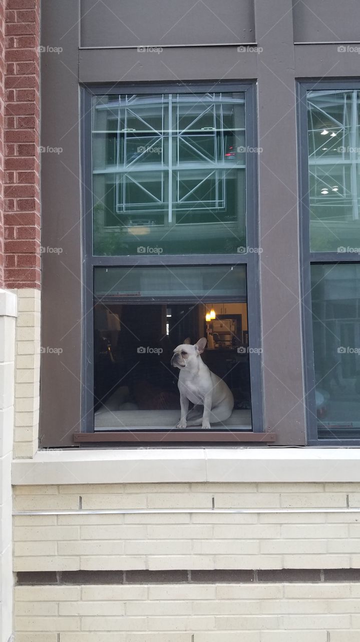 Window, Family, House, Architecture, No Person