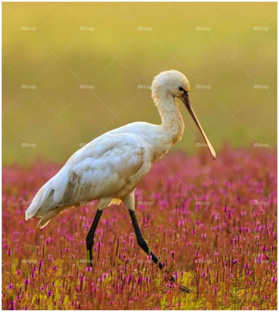 walking good for health