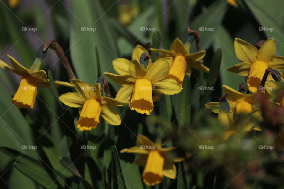 Easter, Flower, Daffodil, No Person, Nature