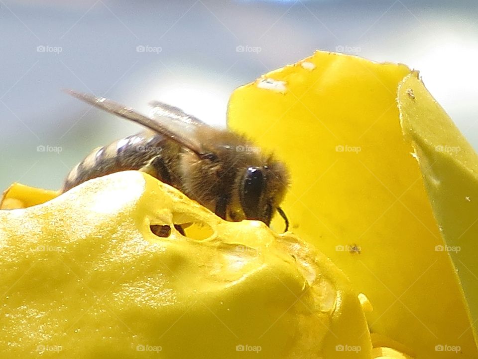 Bee busy with Lily