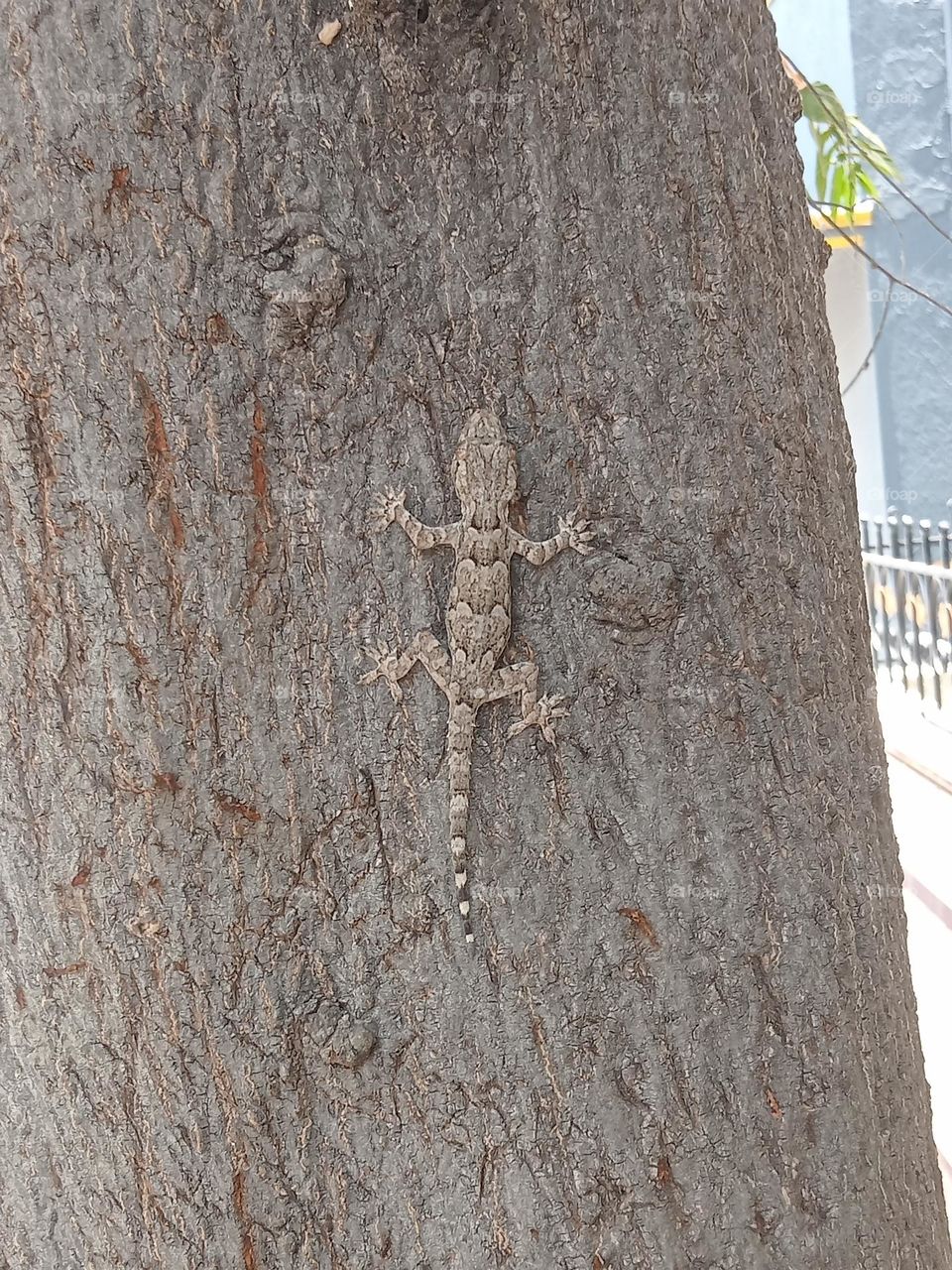 ravarma Tree lizard, brown tree