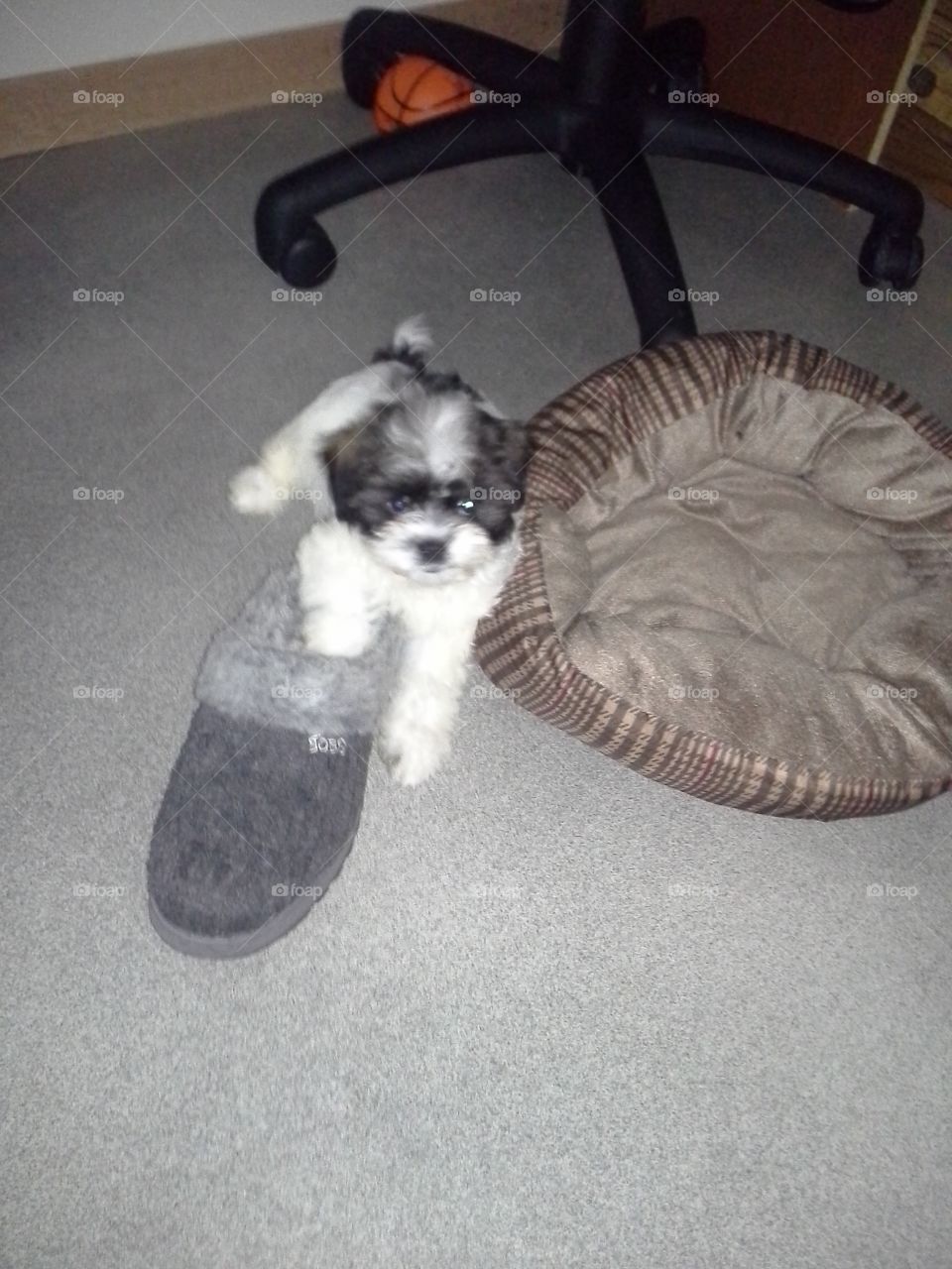 Puppy kidnapping slippers