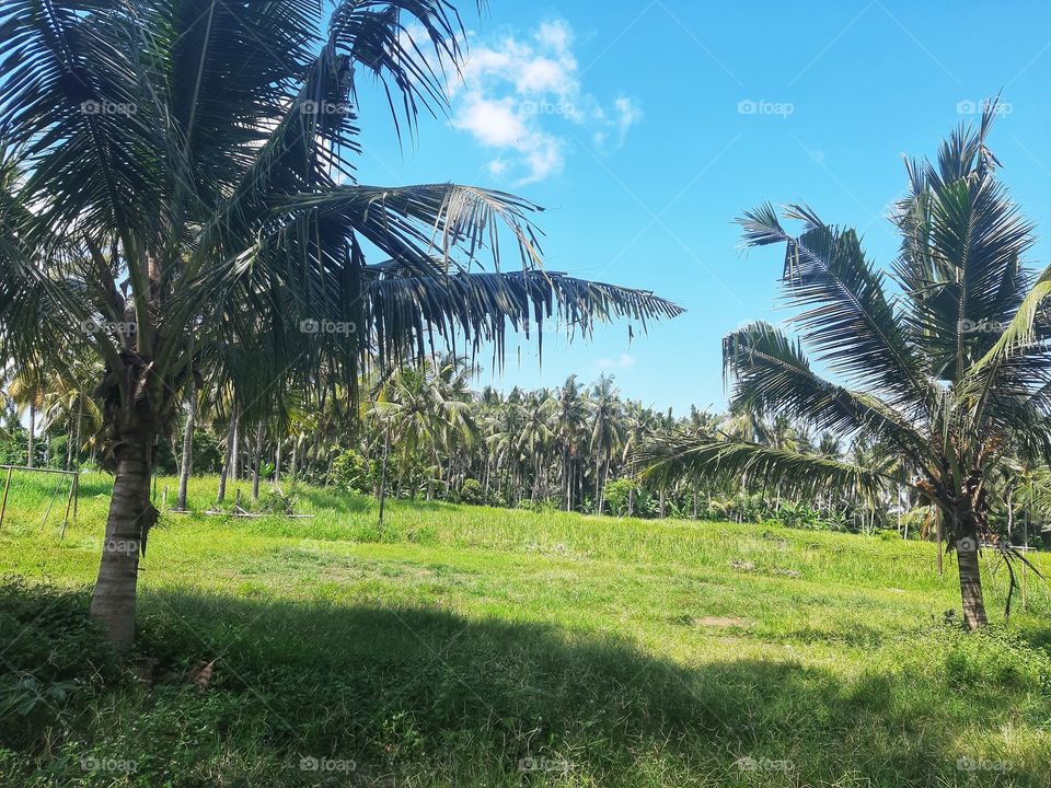 A landscape of natural view in a countryside.