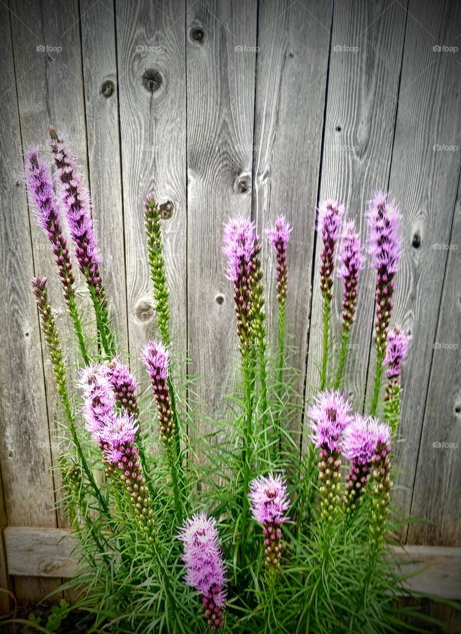 Purple Buds