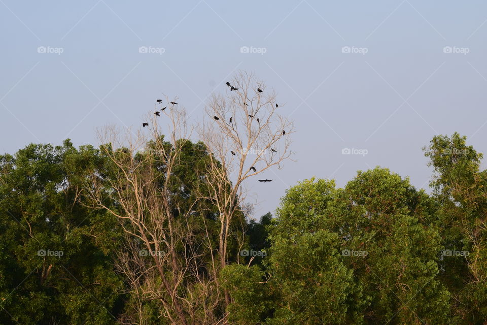 birds on a dead tree