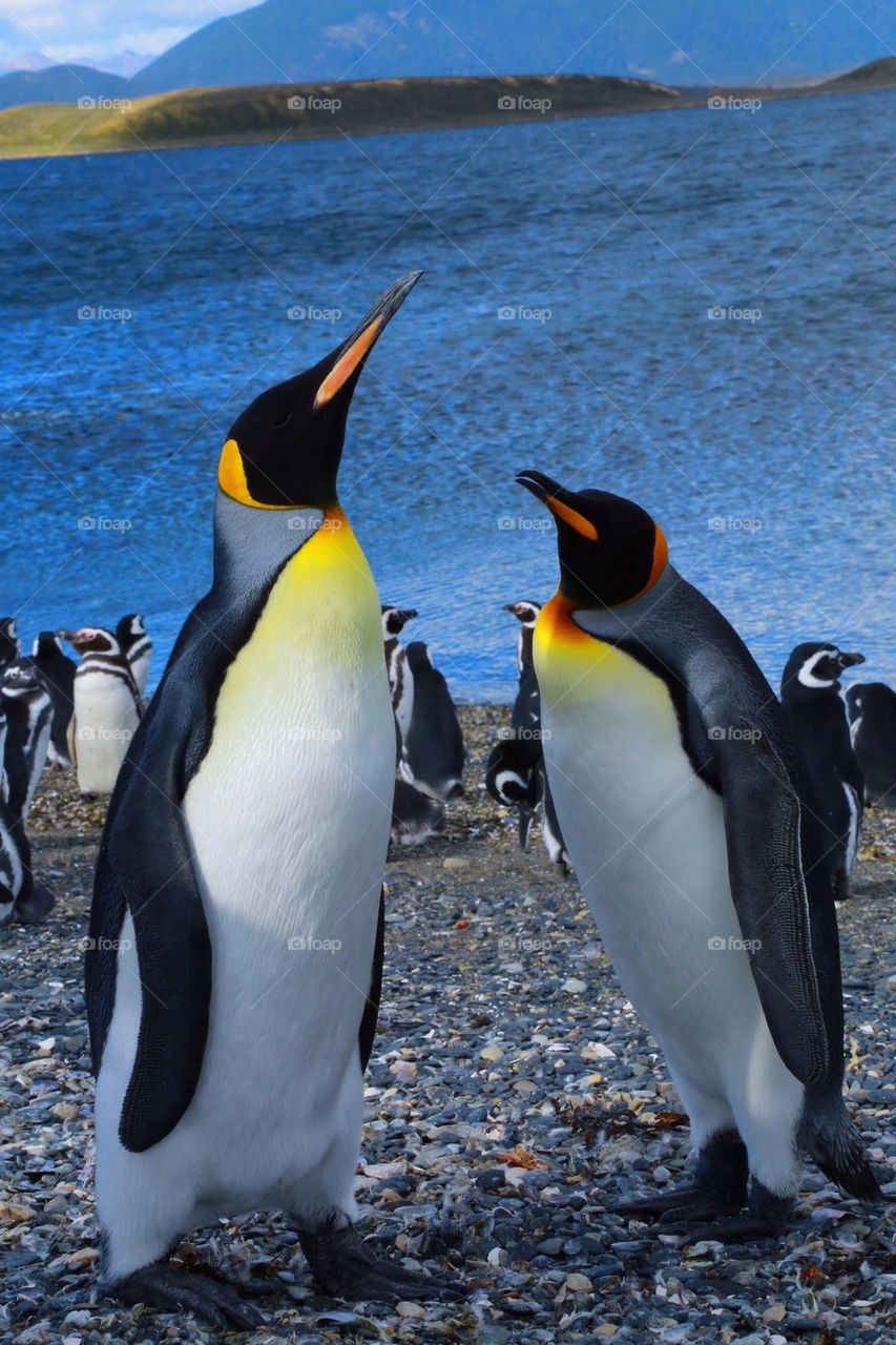 King Penguin