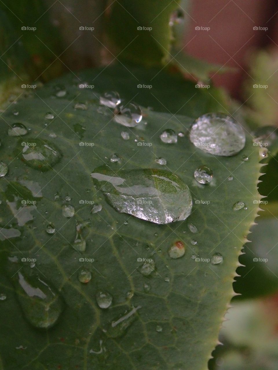 Leaves after the rain
