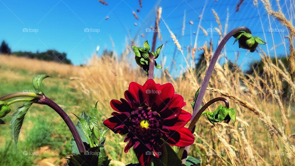 dahlia in a field