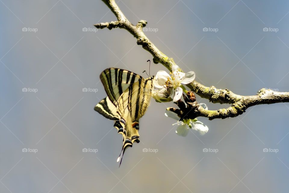 Swallowtail butterfly on spring blossoms