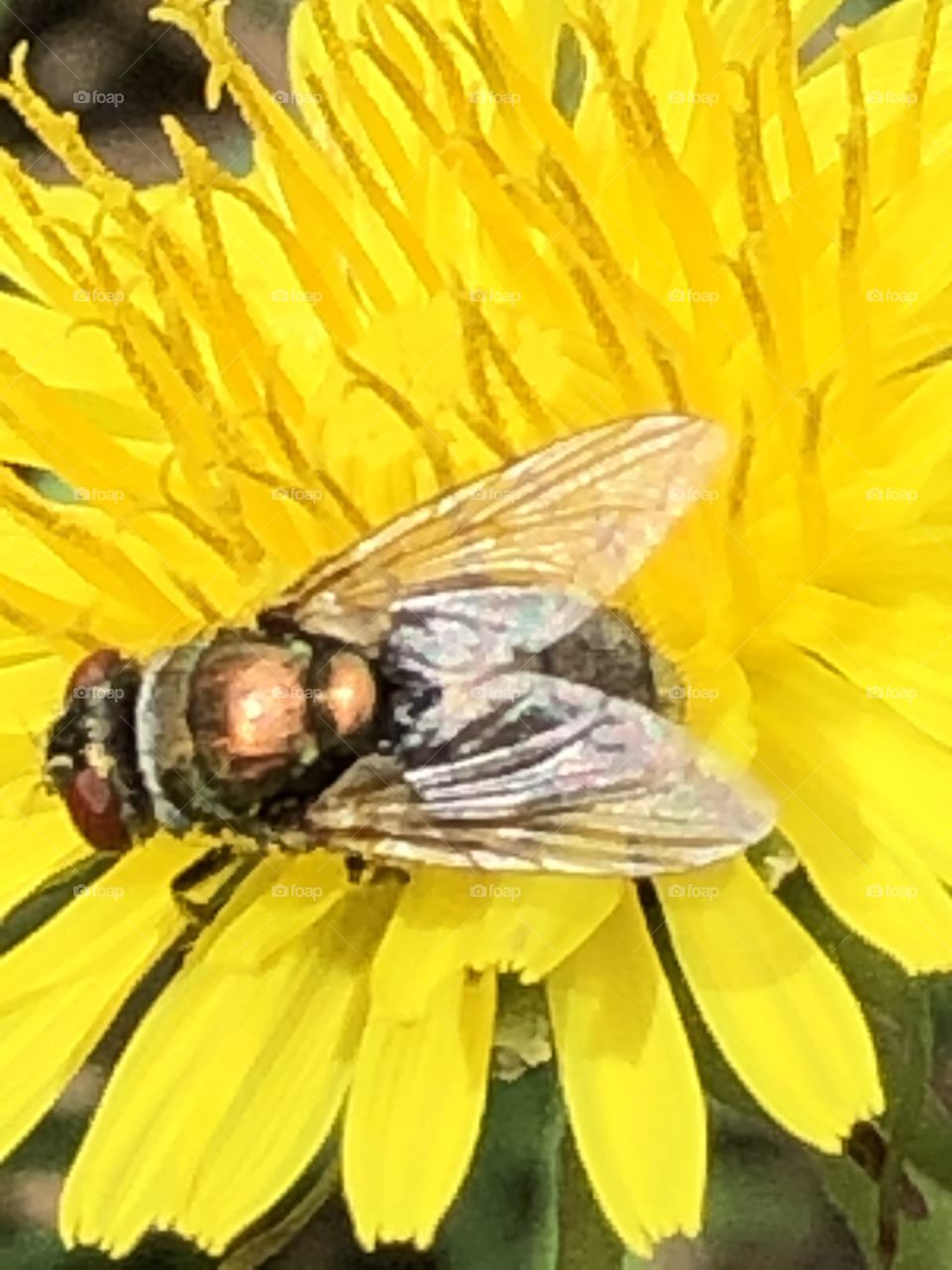 Fly on sunflower