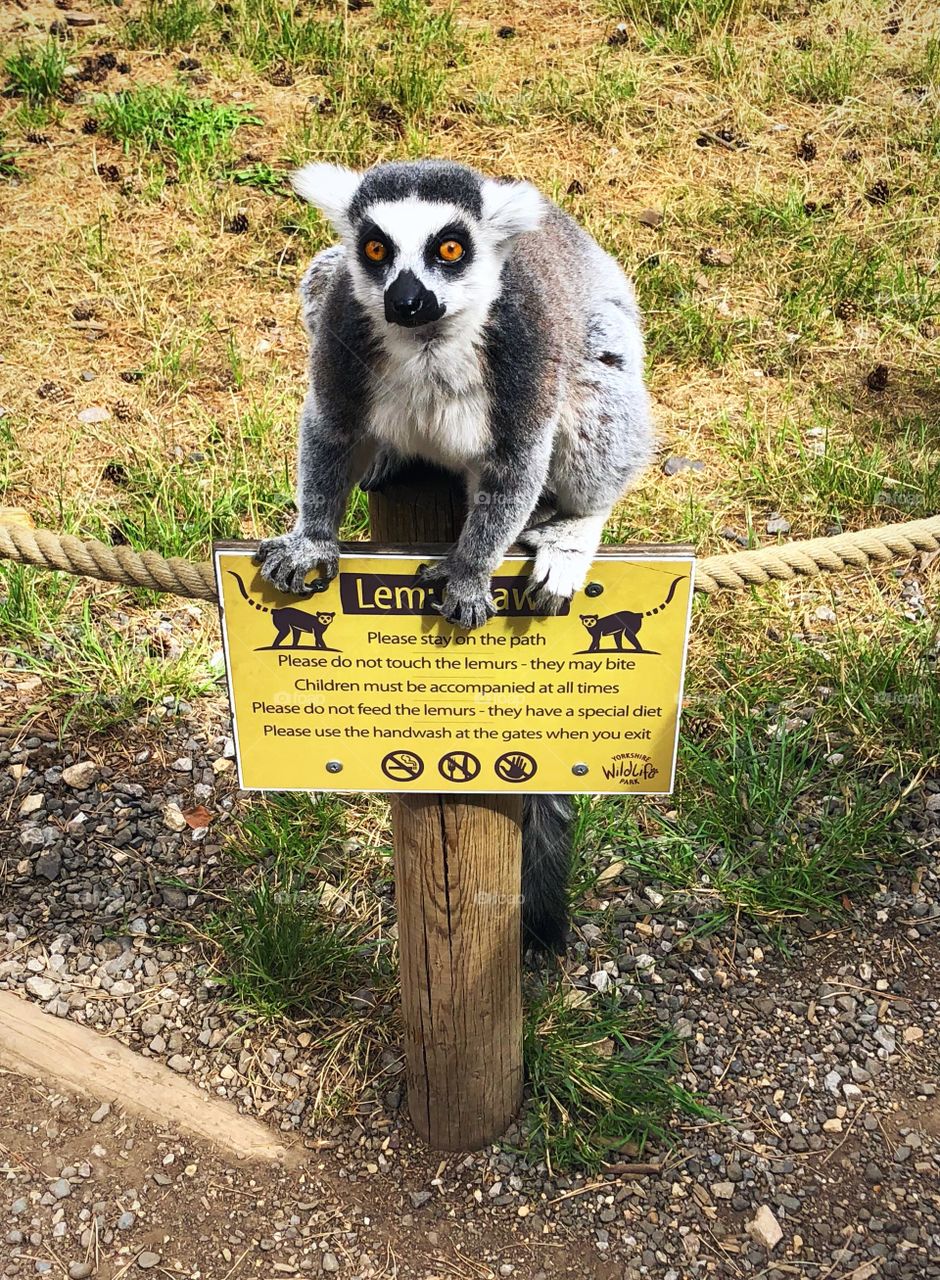 Lemur active. Nosy lemur getting up close and personal with the guests while stood on the lemur laws sign at lemur heights at the Yorkshire Wildlife Park in South Yorkshire, Doncaster.