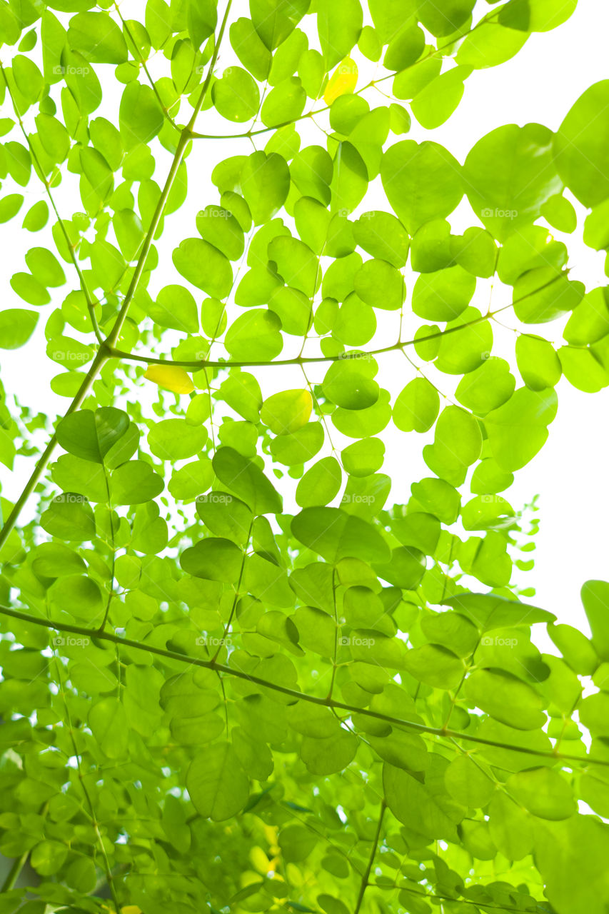 Moringa Leaves Abstract Art Pattern