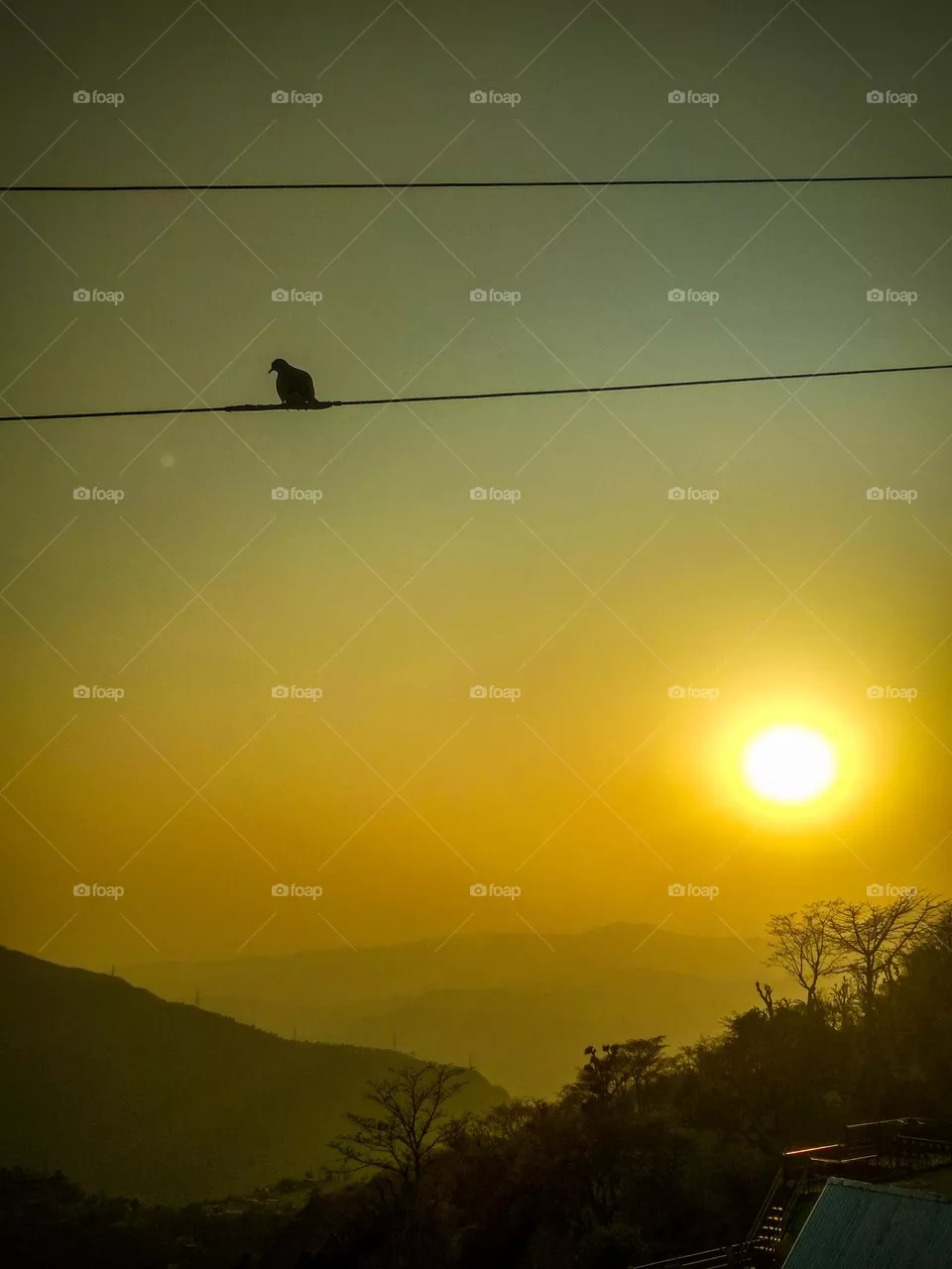 bird on the wire and sunset view