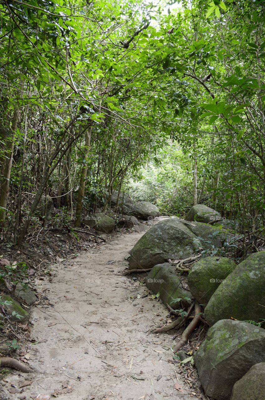 Nature walkway in forest at Chonburi thailand