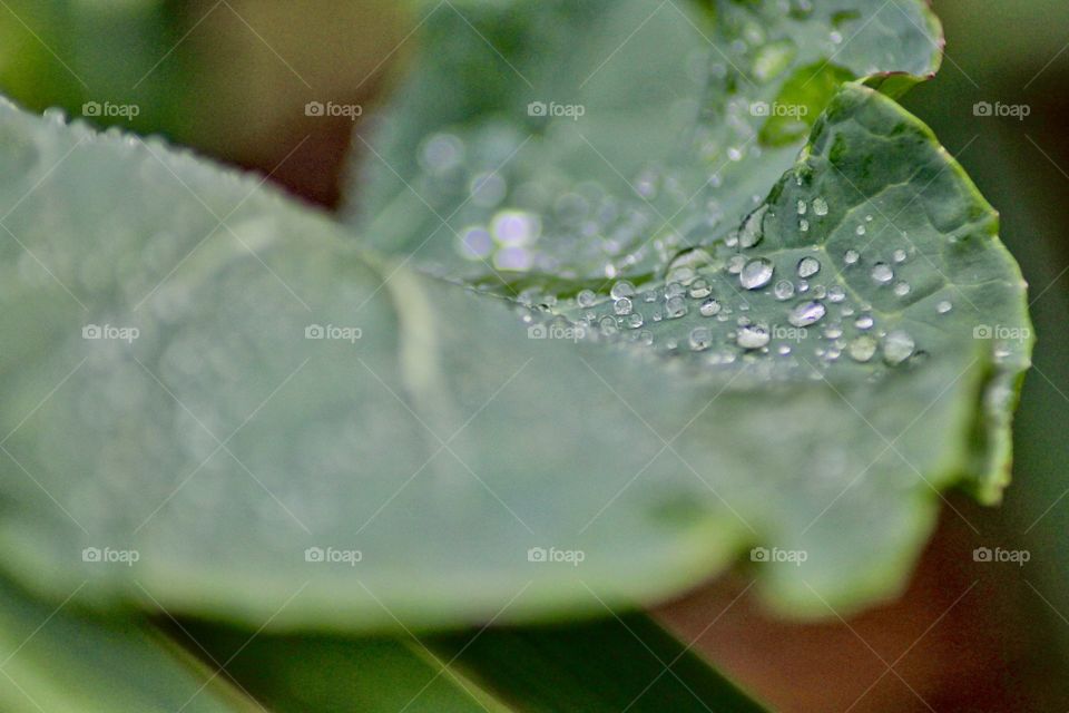 Water droplets on broccoli leaf!