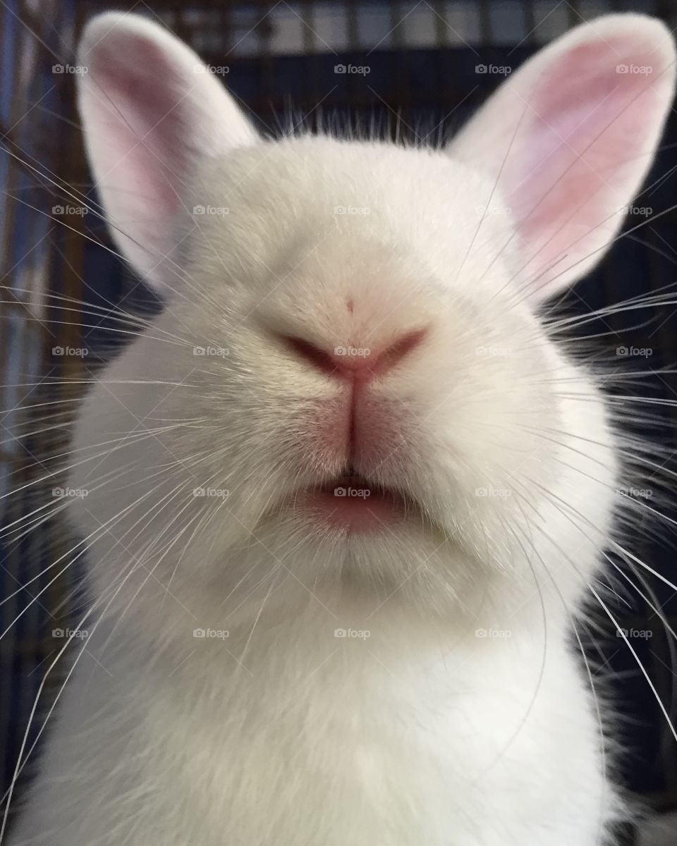 Rabbit closeup