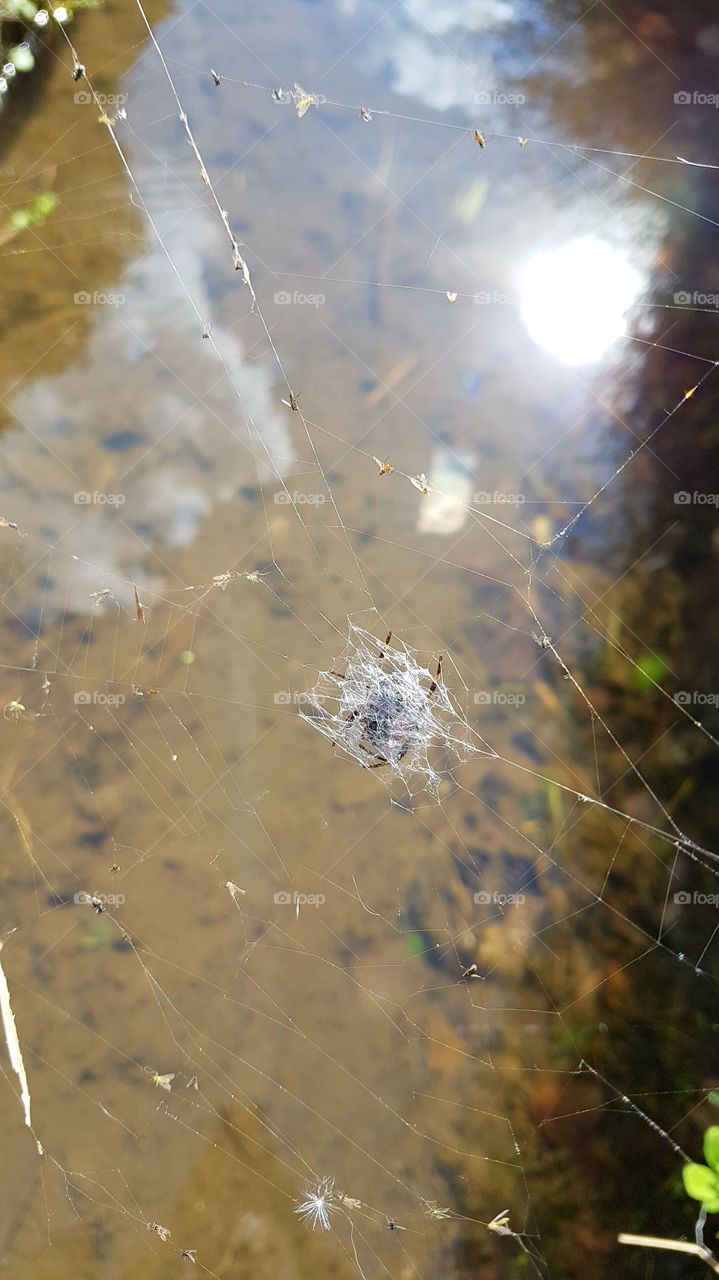 spider from other side