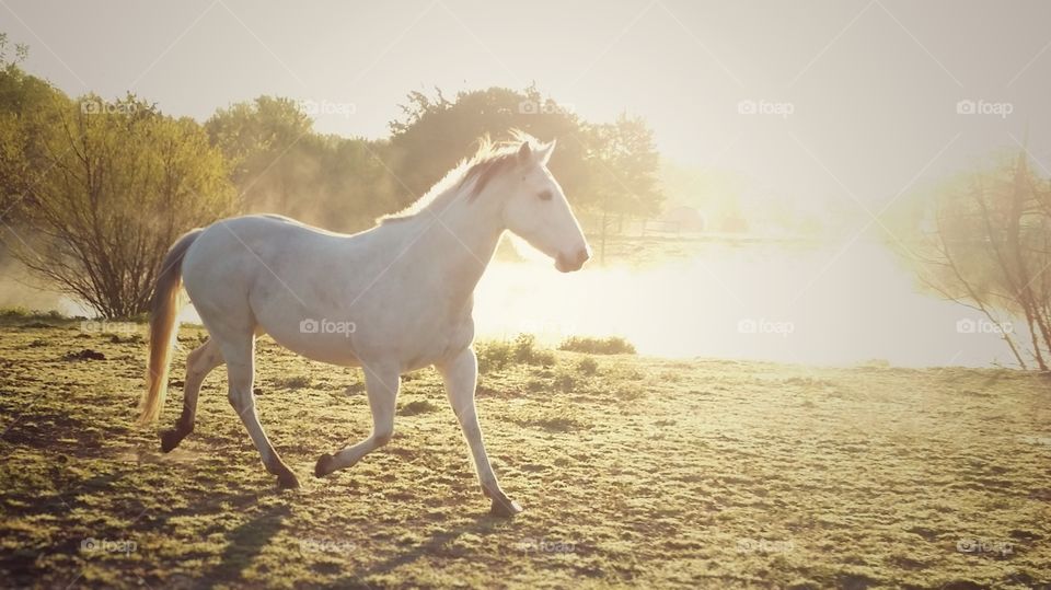 A gray white horse running in a early spring pasture in the early morning light in front of a foggy pond