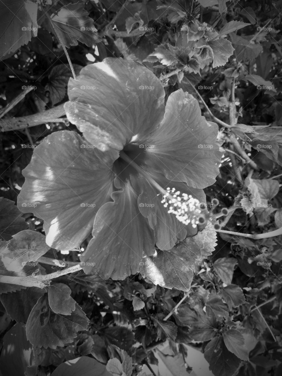 nlack and white picture with flower