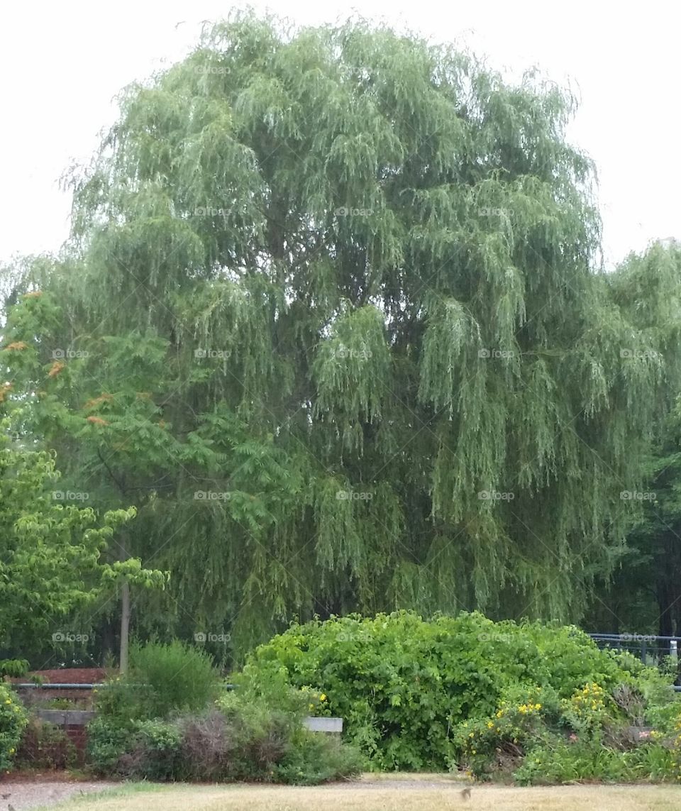 weeping willow