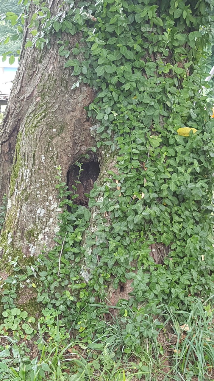 Hole in a tree perfect for den