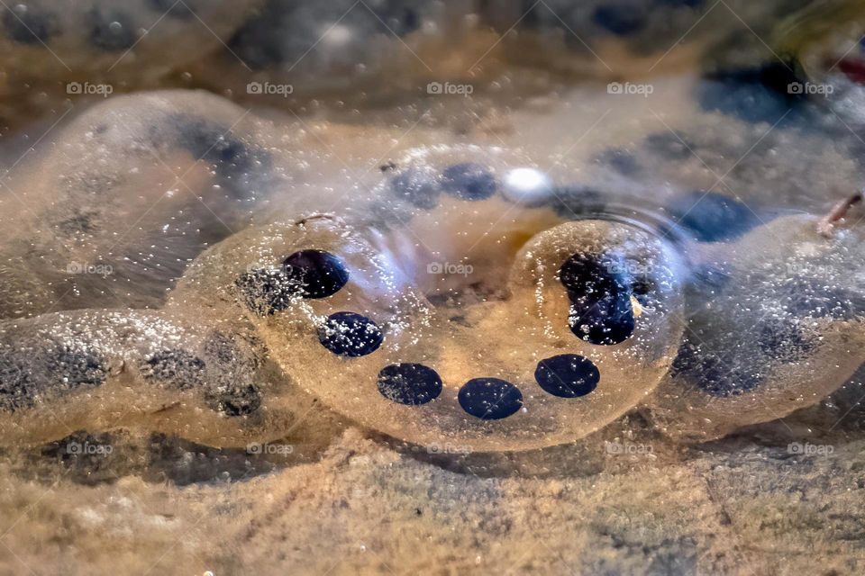 American Toad eggs aligned in a corkscrew shape of jelly mass in stagnant water. Raleigh, North Carolina. 