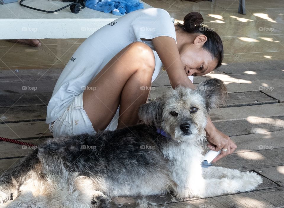 Good dog sit to haircut