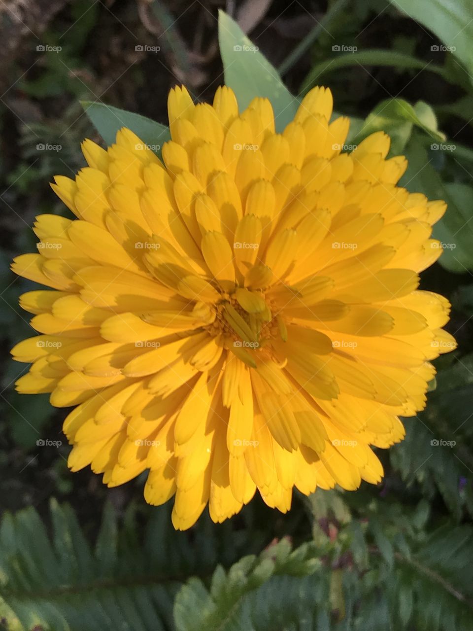 Bright Chrysanthemum