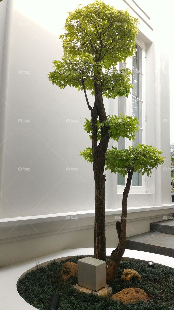 tree next to the house