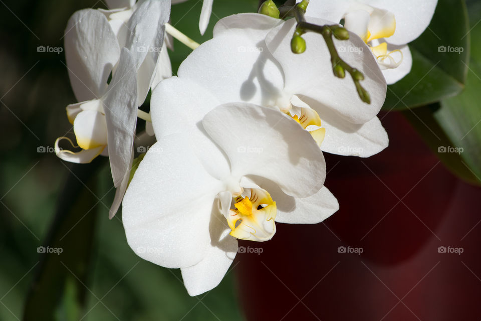 White Orchid