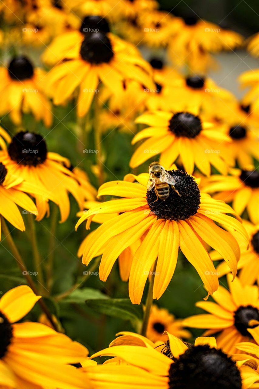 This lovely array was in a neighbor's yard. Even in a busy city, bees thrive.