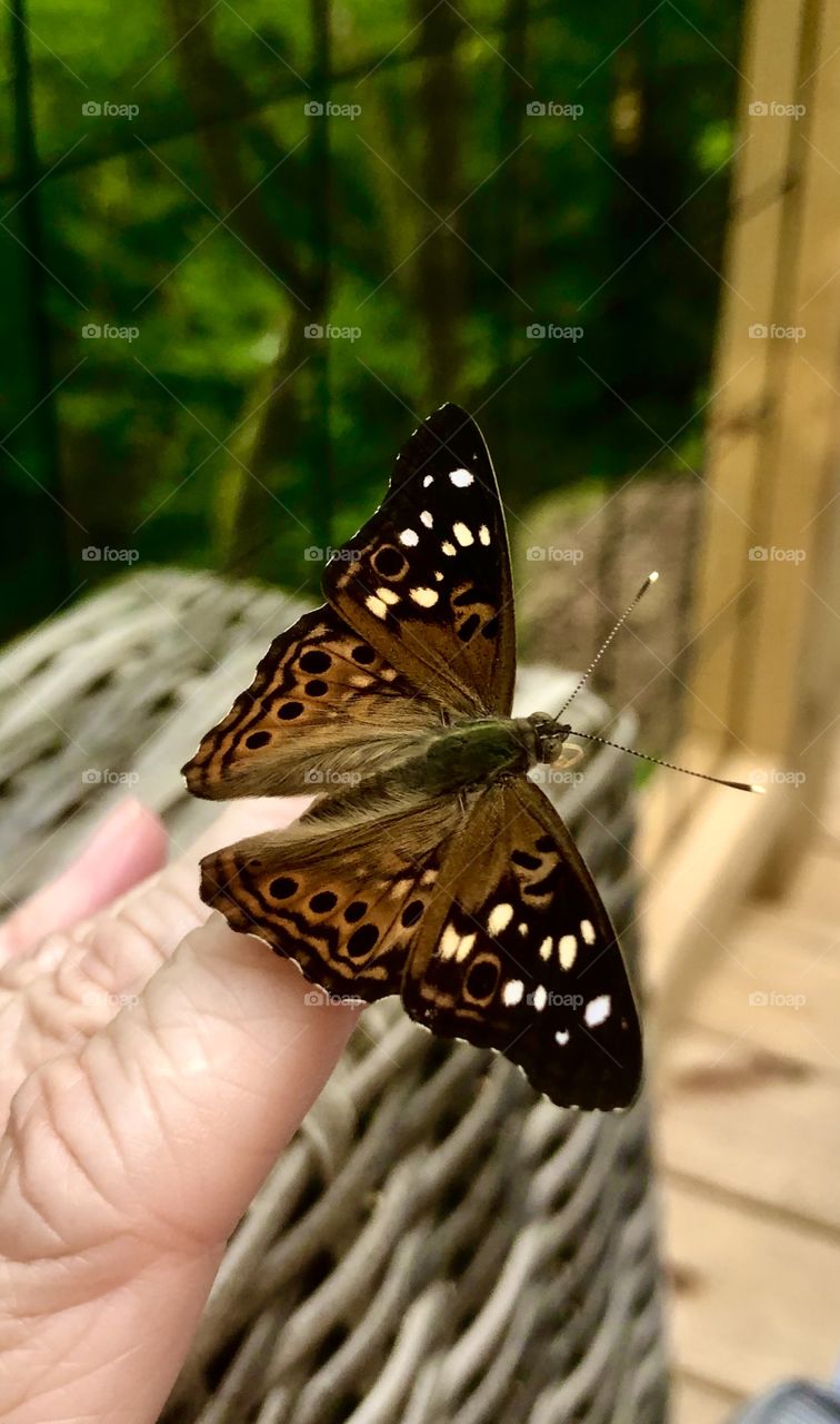 Butterfly on human hand 