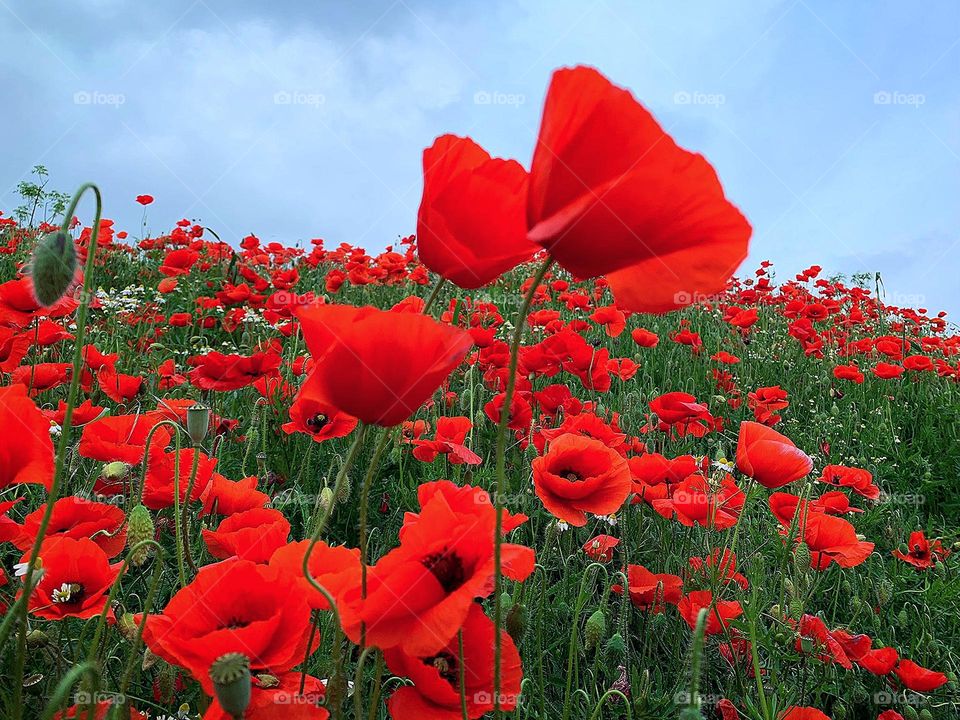 Field with red poppies.  Paradise and freedom in the countryside