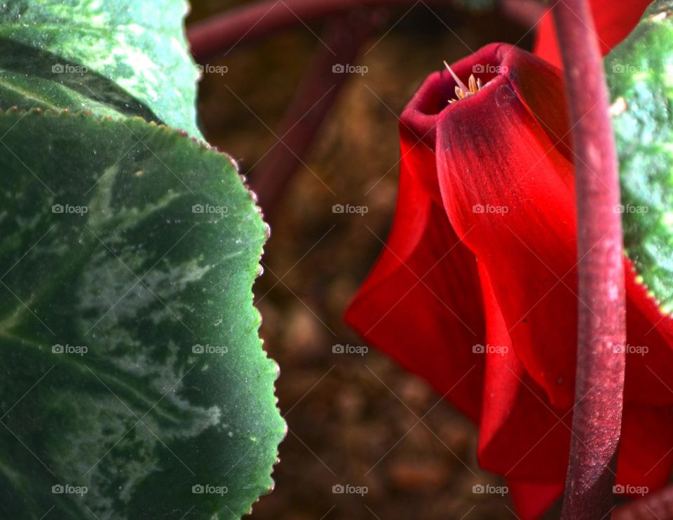 Violeta de los Alpes