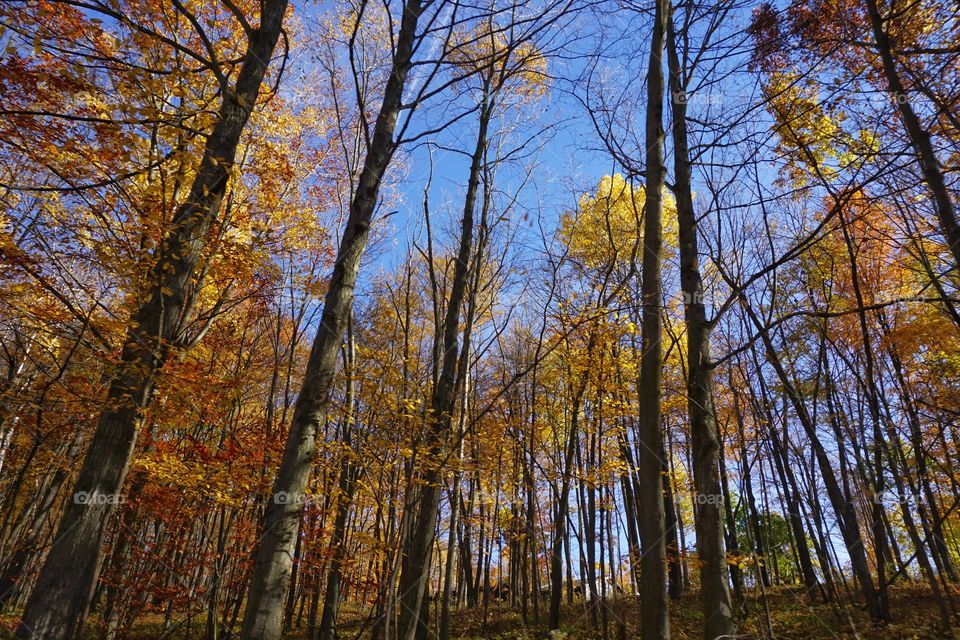 Tall Trees Yellow Leaves