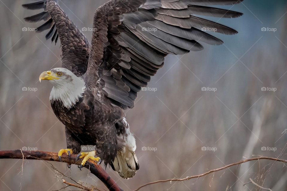 Bald eagle landing on tree branch