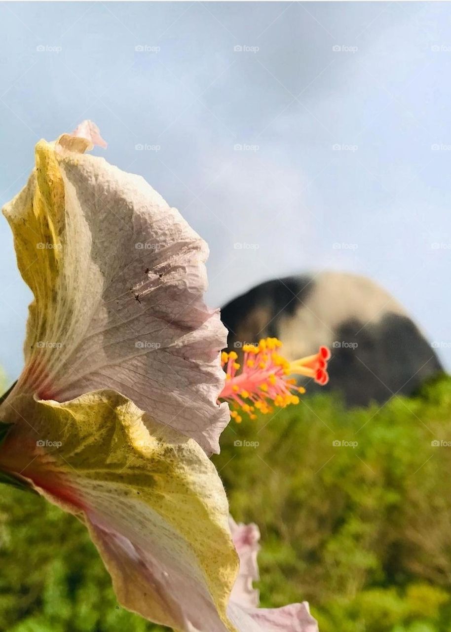 details of a flower