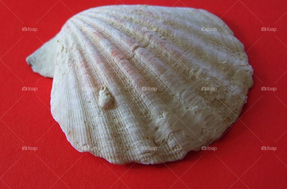 shell