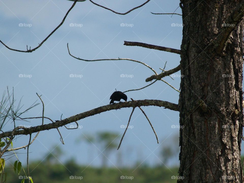 Bird in City