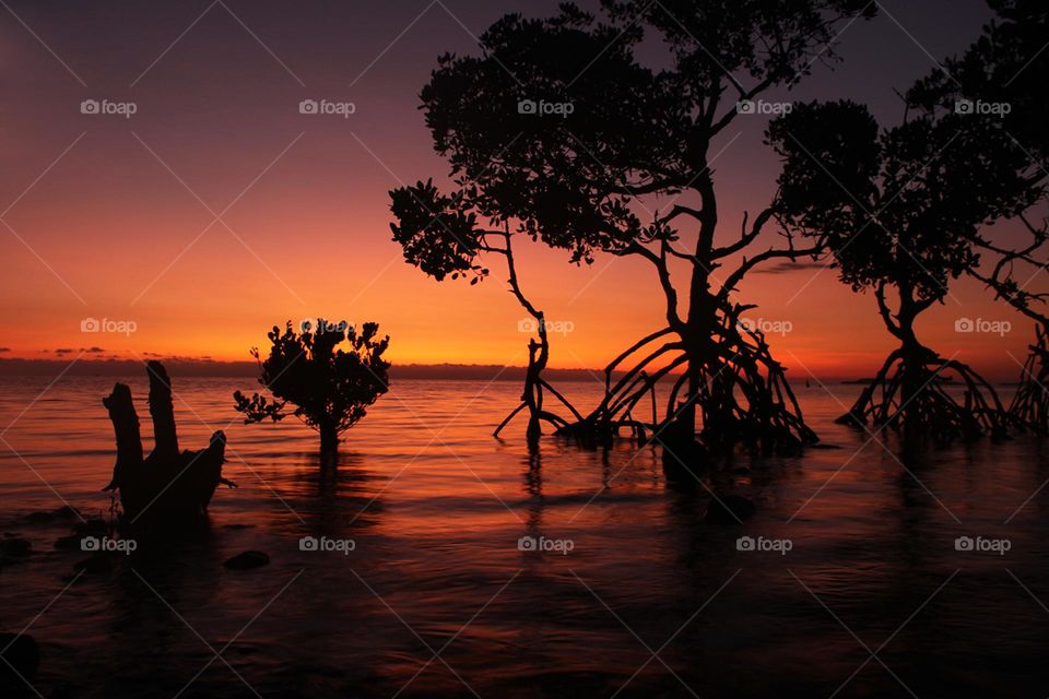 Sunset behind the mangroves near Port Moresby