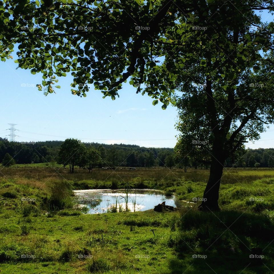 Pond in summer