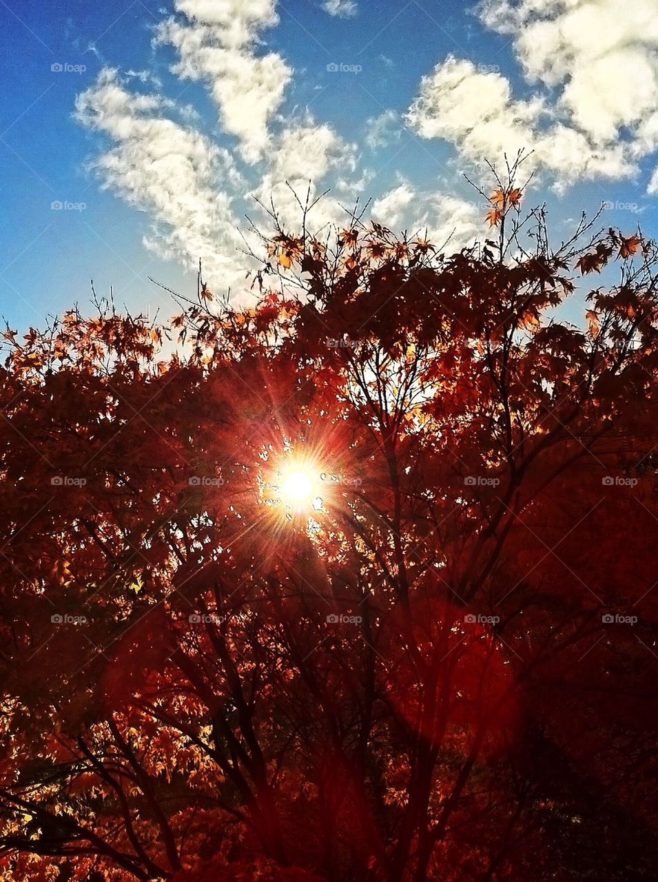 Westonbirt Arboretum