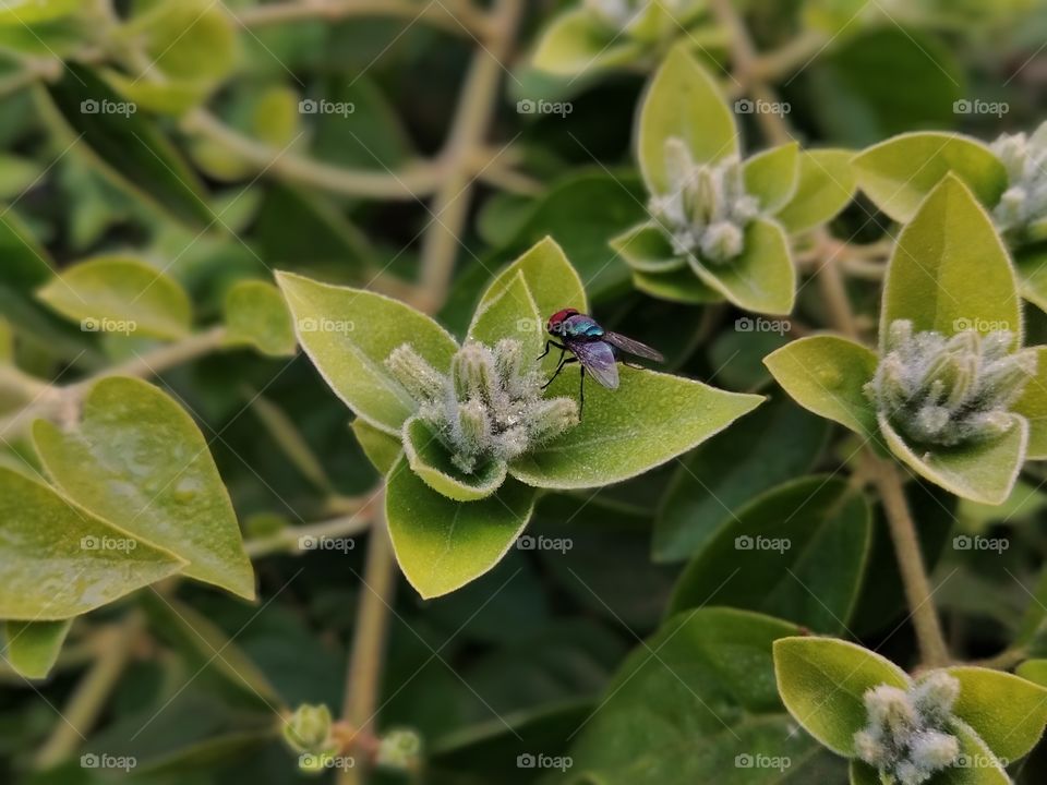 Jasmine flowers leaf with insect