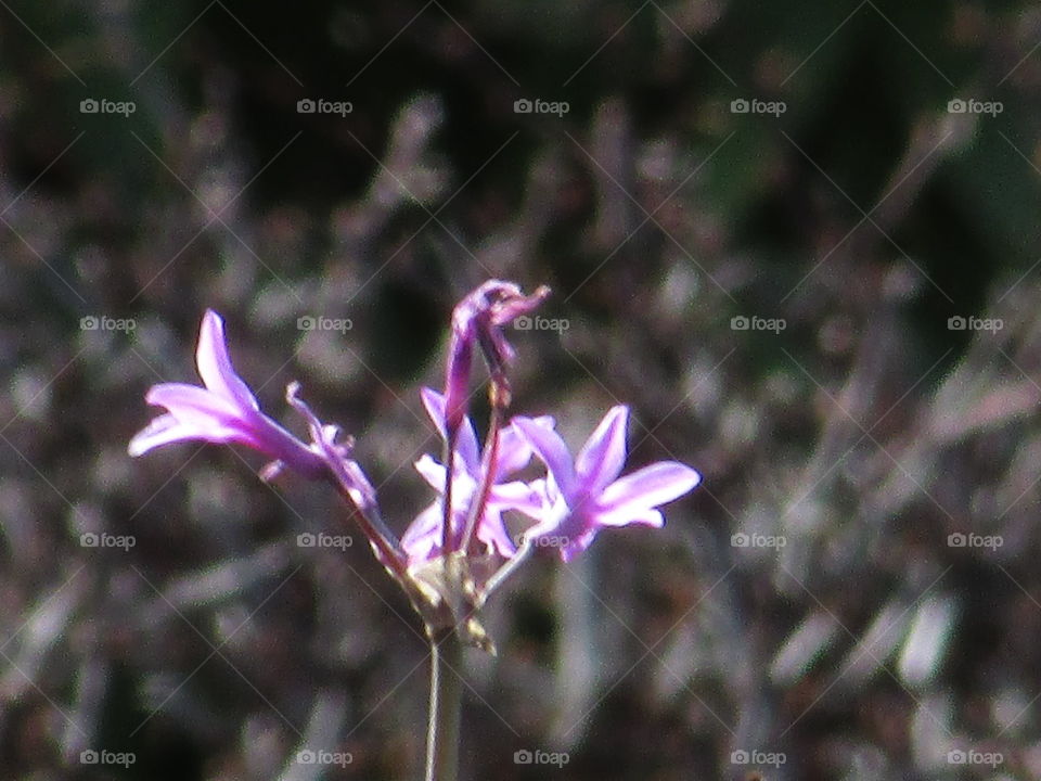 Nature, Flower, Flora, No Person, Leaf