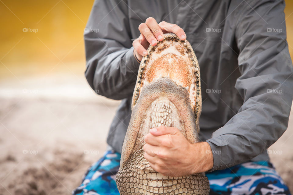 Young man wrestling an alligator at alligator farm, Florida, USA