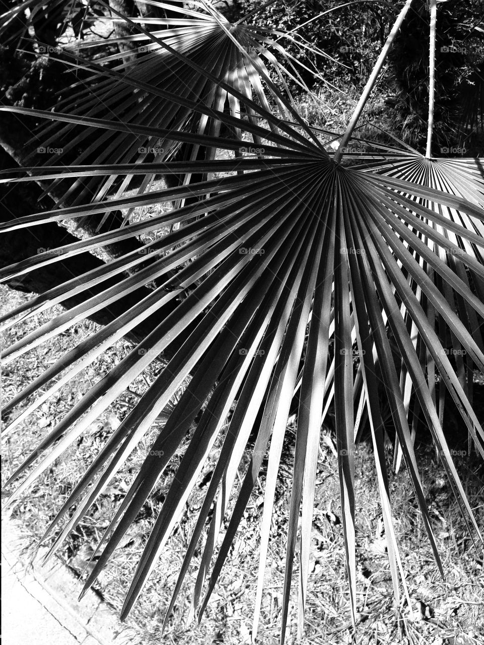 No Person, Desktop, Abstract, Tree, Wood