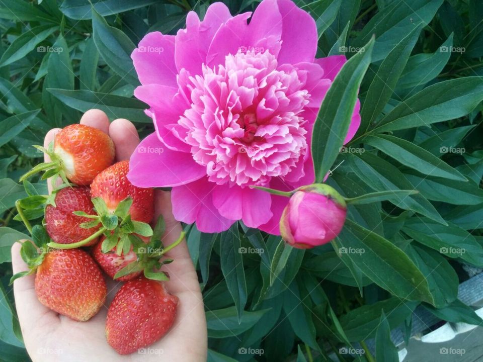 Close-up of Strawberry with Peony